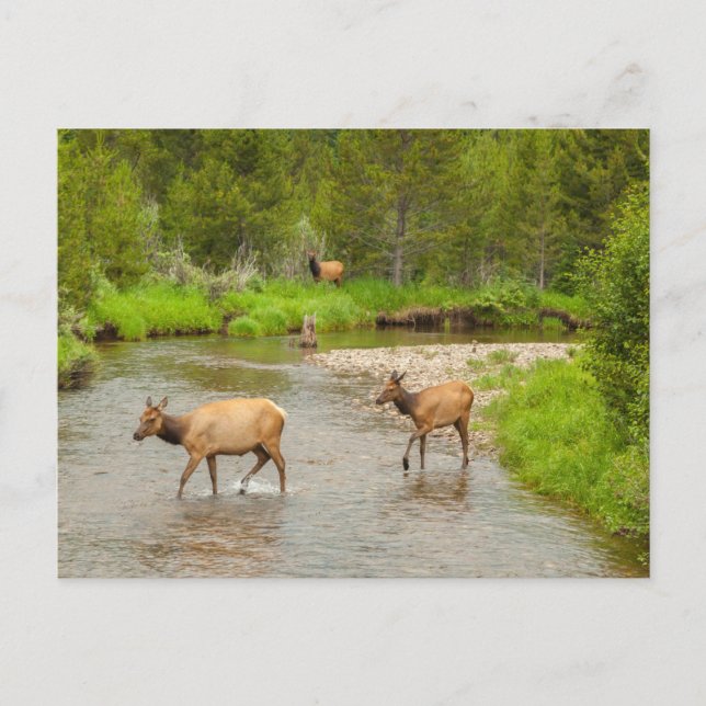 Carte Postale Élans traversant le fleuve Colorado (Devant)