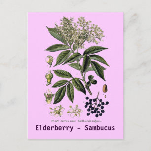 Carte postale Elderberry Sambucus