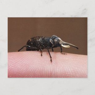 Carte postale Elebeetle