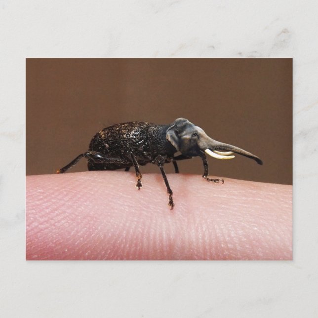 Carte postale Elebeetle (Devant)