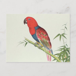 Carte Postale Electus Parrot, sur une pousse de bambou