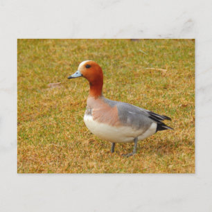 Carte Postale Élégance