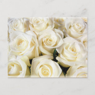 Carte Postale Élégance de la rose blanche