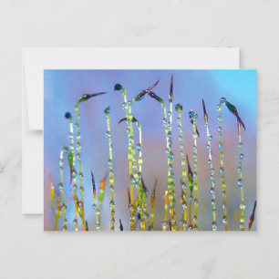 Carte Postale Élégant, apaisant, Dew Drop Botanical