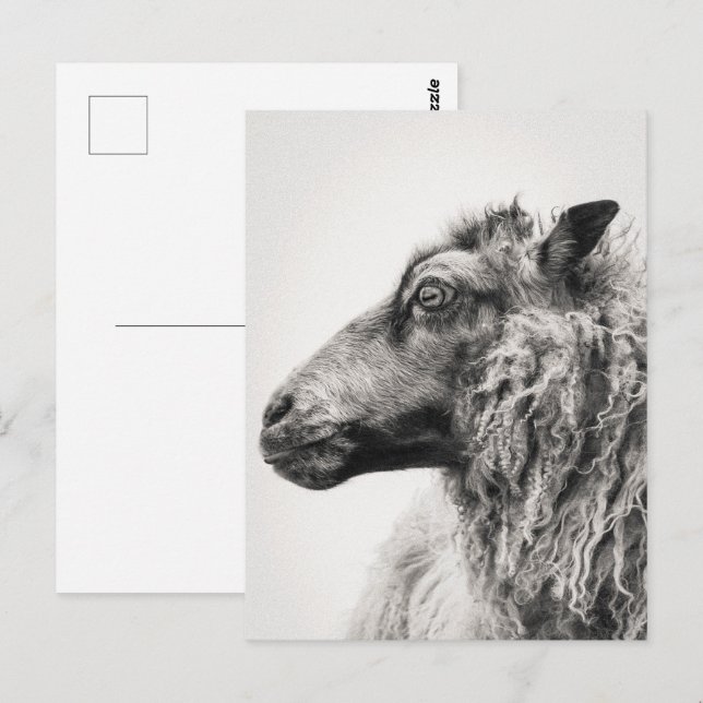 Carte Postale Elegant Black and White Sheep Profile Postcard (Devant / Derrière)
