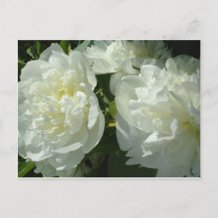 Carte Postale Elégant blanc peony floral blanc photo