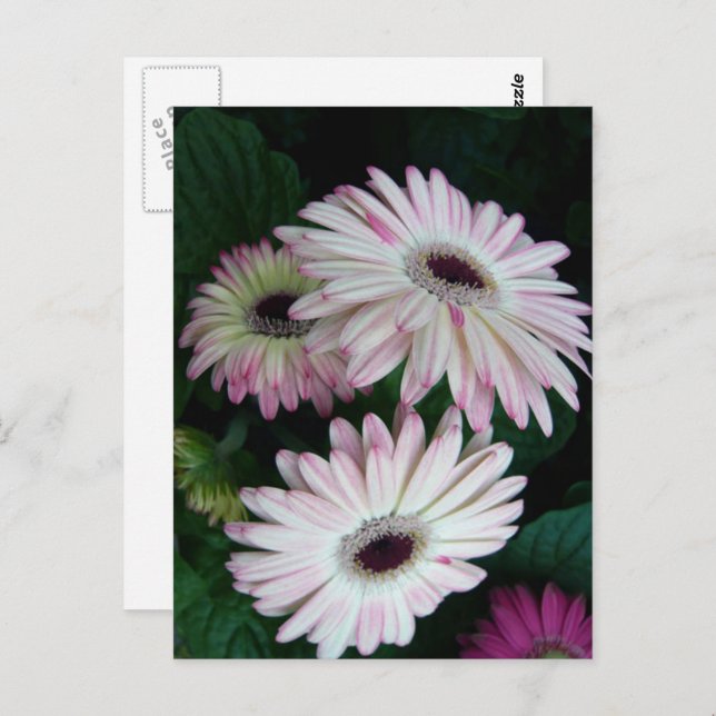 Carte Postale Elégant blanc & rose Gerber Daisy Floral (Devant / Derrière)