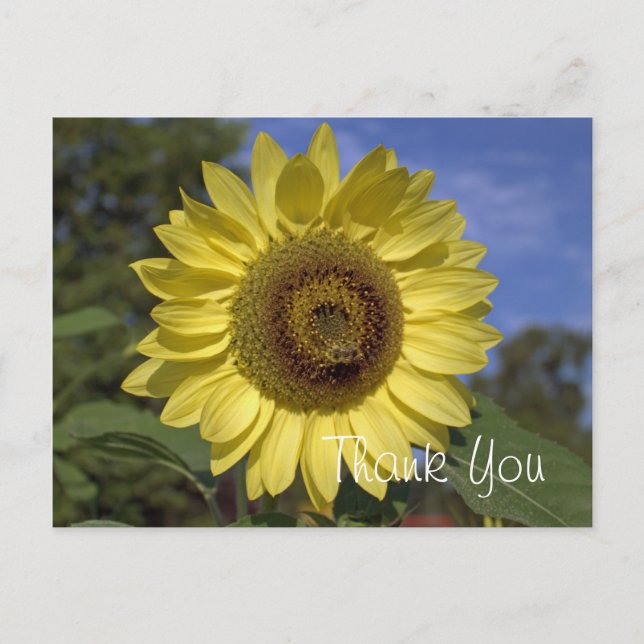 Carte Postale Elégant, brillant été tournesol jaune merci (Devant)