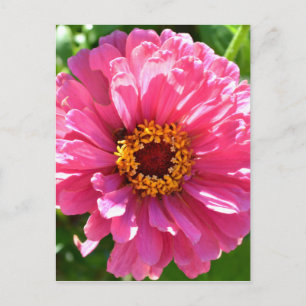 Carte Postale Élégant classique floral rose fleur marguerite