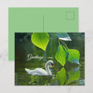 Carte Postale Élégant cygne d'été