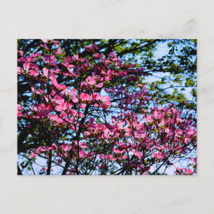 Carte Postale Élégant Dogwood arbre à fleurs rose