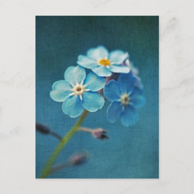 Carte Postale Elégant Fleurs Bleues Oubliez-moi pas (Devant)