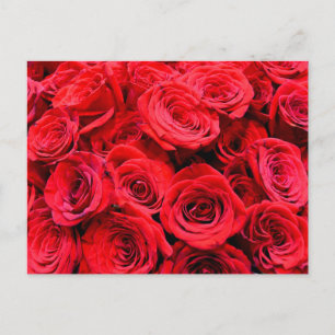 Carte Postale Élégant rose aux fleurs rouges