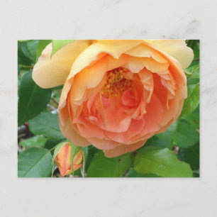 Carte Postale Élégant Rose orange
