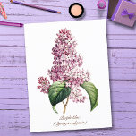 Carte Postale Élégant Vintage botanique pourpre Lilac Blossom<br><div class="desc">Illustration botanique vintage du feuillage et de la floraison bleu du lilas, oeuvre d'art très élégante, sophistiquée et classe pour un décor maison romantique chic et amoureux de la nature ou des fleurs. C'est la fleur d'état du New Hampshire et elle représente la nature "dure" de son peuple. George Washington...</div>