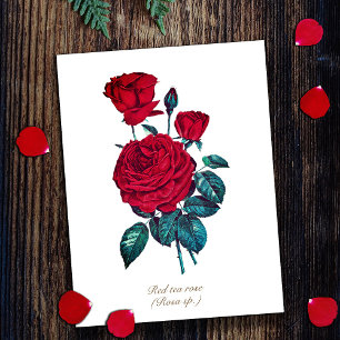Carte Postale Élégant Vintage Botanique Rose Rouge Floral