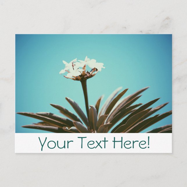 Carte postale élégante avec fleur blanche et plant (Devant)
