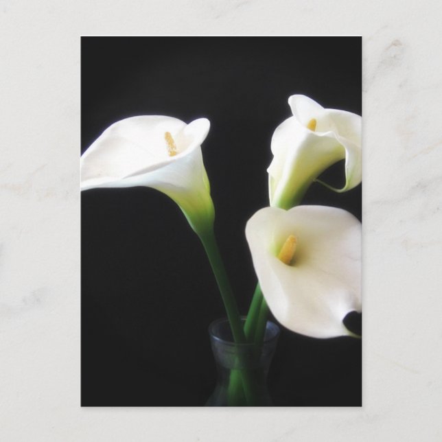 Carte Postale Elégante Calla Lily Fleurs 12 (Devant)