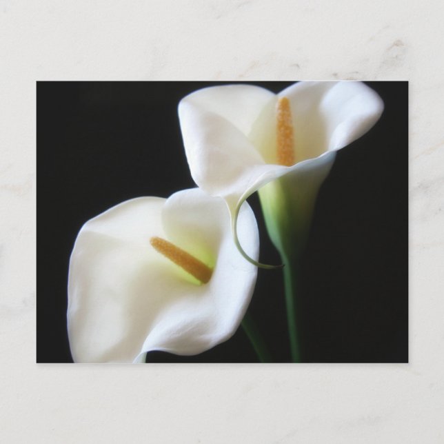 Carte Postale Elégante Calla Lily Fleurs 13 (Devant)