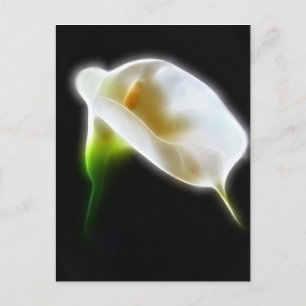 Carte Postale Elégante Calla Lily Fleurs 3 Modernes