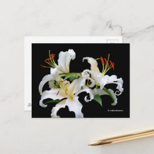 Carte Postale Elégante Casablanca White Oriental Lilies