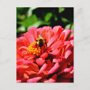 Carte Postale Elégante corail rouge floral mignonne bourdon bee