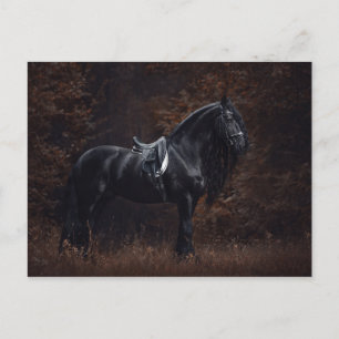 Carte Postale Élégante Dressage Sport Élégant Stallion friésien