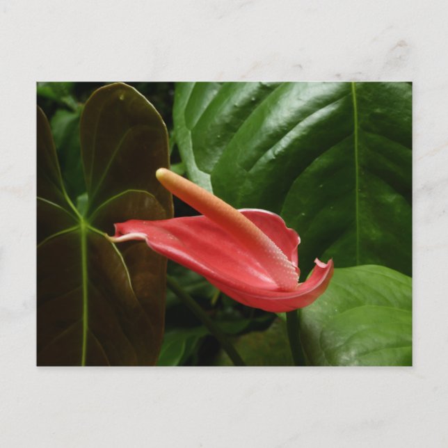 Carte Postale Élégante Fleur de Lys Callia Rose (Devant)