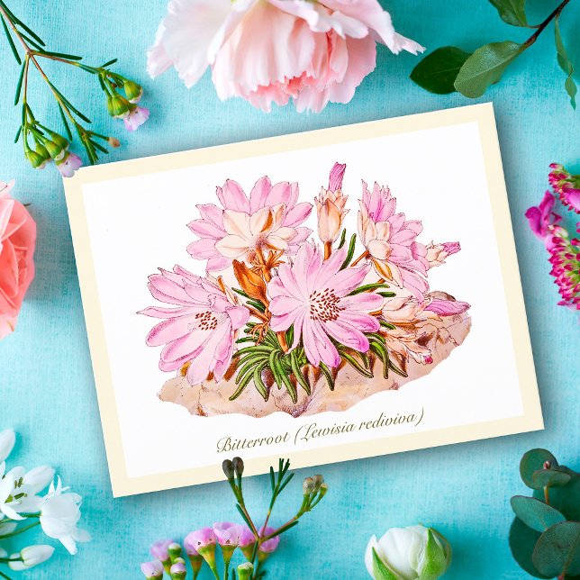 Carte Postale Élégante Fleur Vintage Bitterroot Botanique (Créateur téléchargé)