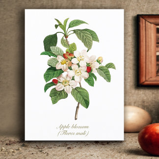 Carte Postale Élégante floraison Vintage de pomme botanique