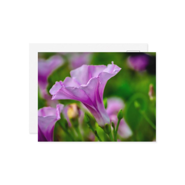 Carte Postale Élégante floraison violette en vedette (Devant/Arrière en situation)