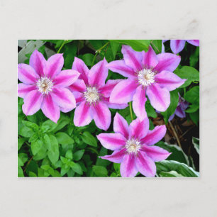 Carte Postale Élégante flore rose bohème verdure