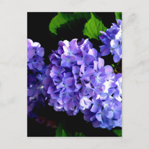 Carte Postale Elégante hydrangée violette fleurie bleu pourpre
