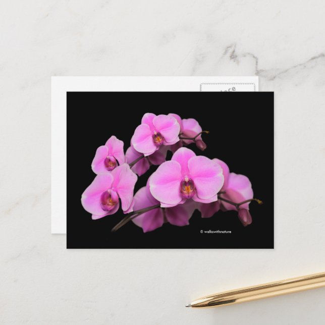 Carte Postale Élégante orchidées rose florale Phalaenopsis sur n (Devant/Arrière en situation)