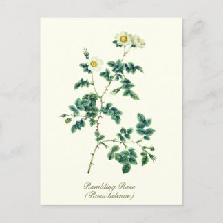 Carte Postale Élégante Rose Sauvage Blanche Botanique Vintage