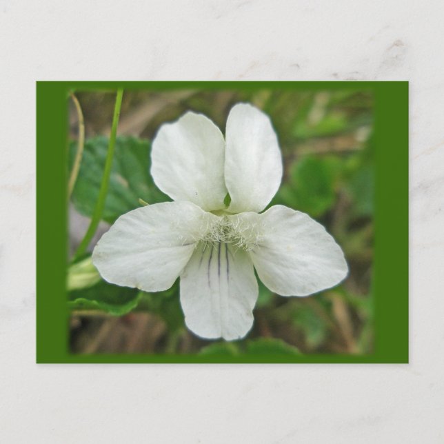 Carte Postale Éléments de coordination de violet sauvage blanc (Devant)