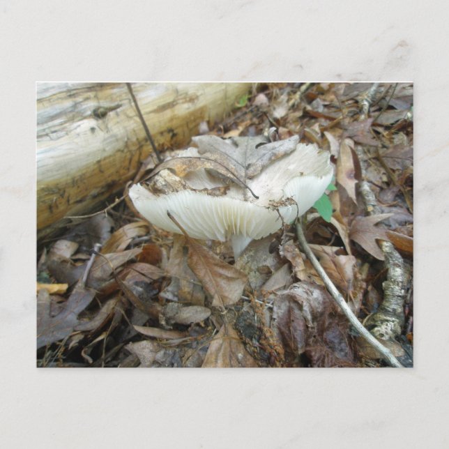 Carte Postale Éléments de coordination du champignon blanc (Devant)