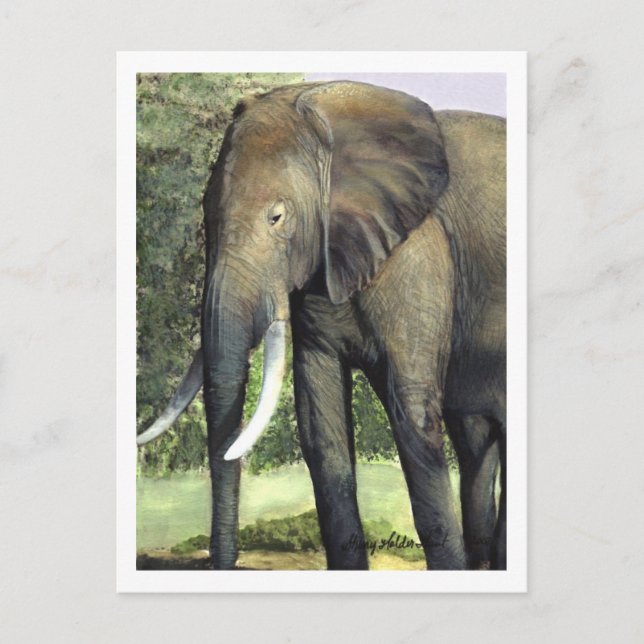 Carte postale Elephant (Devant)