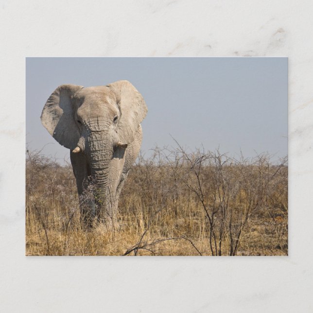 Carte Postale Eléphant (Devant)
