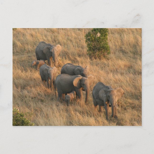 Carte Postale éléphant (Devant)