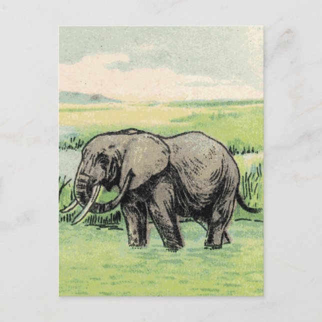 Carte Postale Eléphant (Devant)
