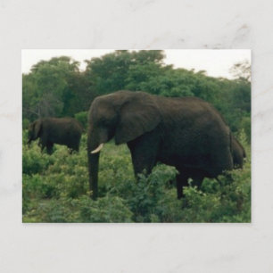 Carte Postale éléphant