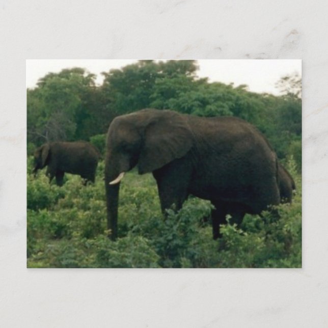 Carte Postale éléphant (Devant)
