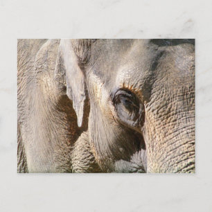 CARTE POSTALE ÉLÉPHANT