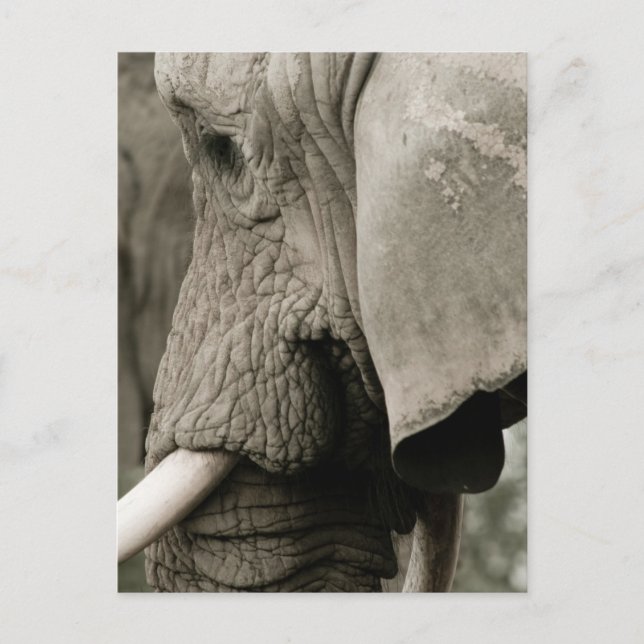 Carte postale Elephant (Devant)