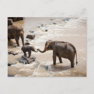 Carte Postale Éléphant