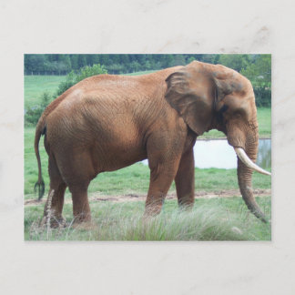 Carte Postale Elephant