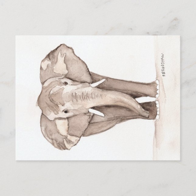 carte postale éléphant (Devant)