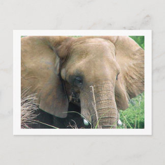 Carte postale Elephant