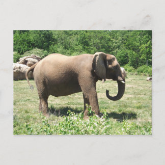 Carte Postale Eléphant